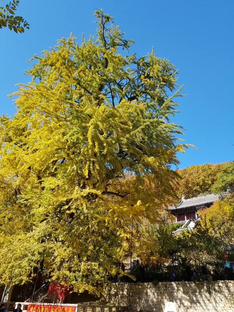 A picture One of two giant ginkgo trees in front of the flight of steps that leads up to the main hall of Jade Spring Temple, the ancient Gushan Monastery.d